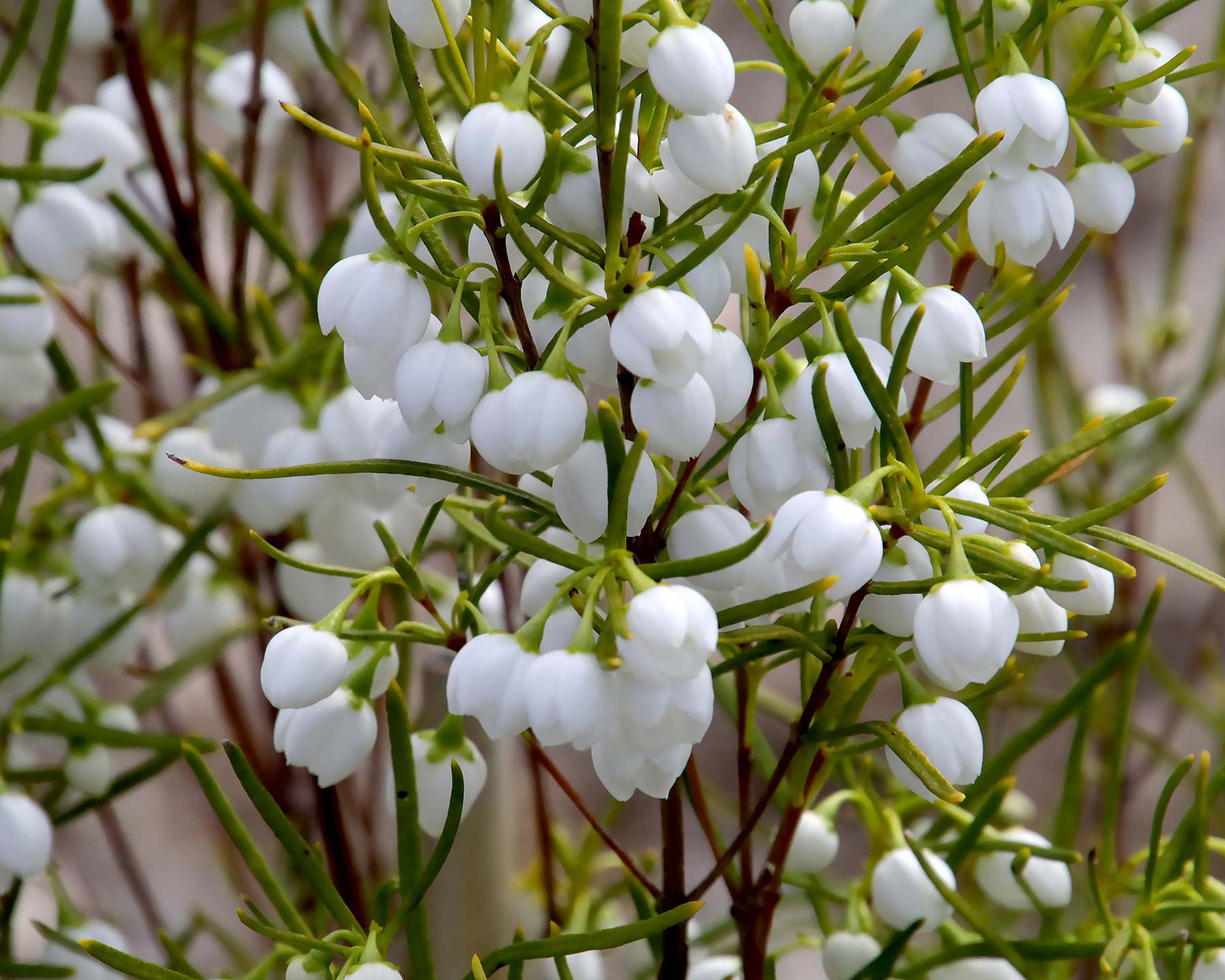 Boronia heterophylla - sometimes in white.