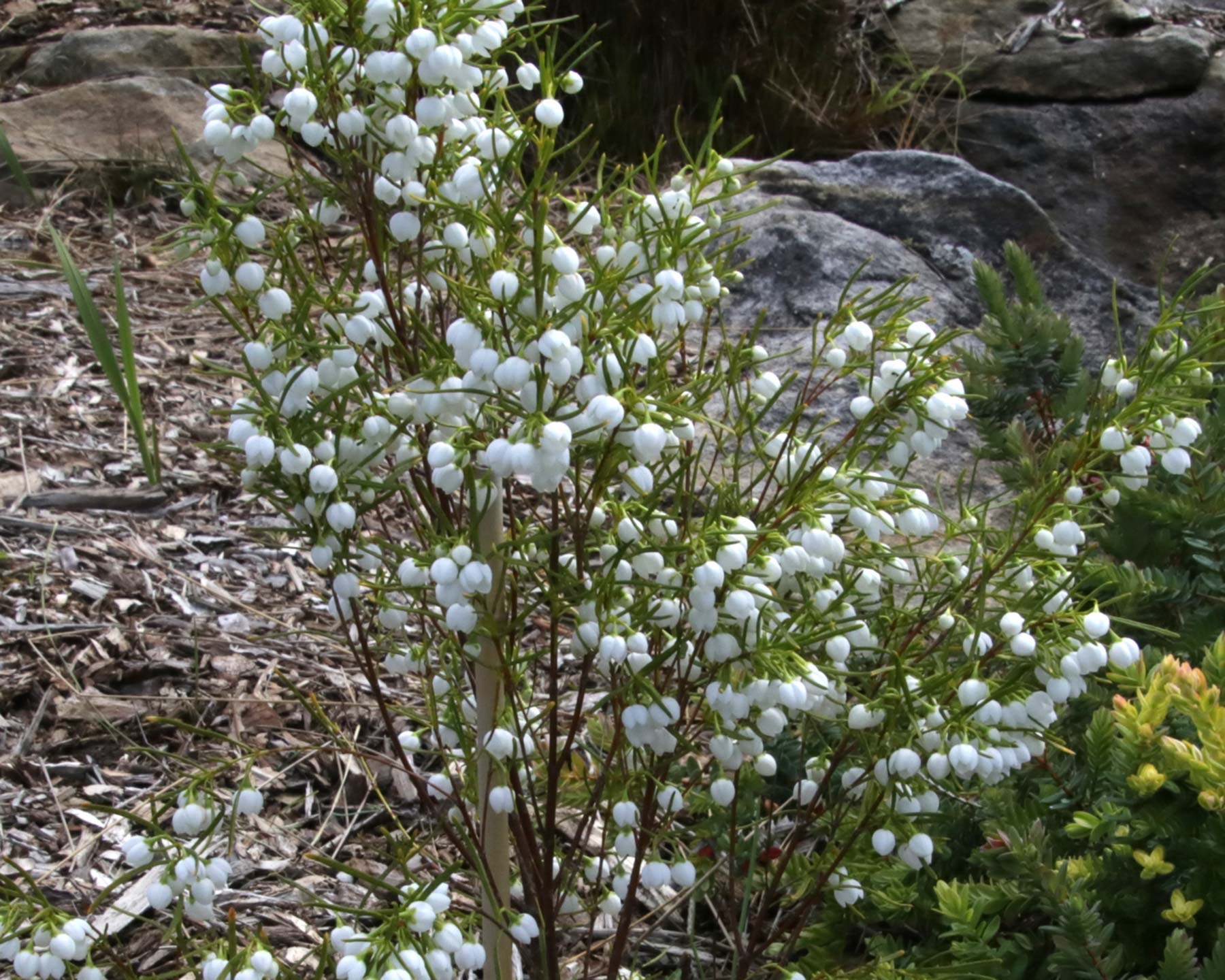 Boronia heterophylla - sometimes in white.