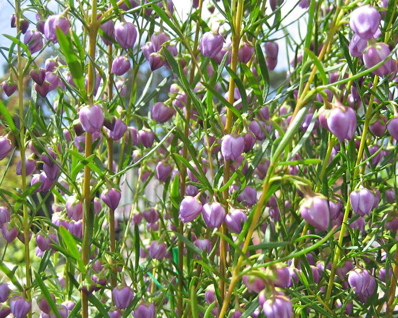Boronia heterophylla Blue Waves - small lavender colour cup shaped flowers