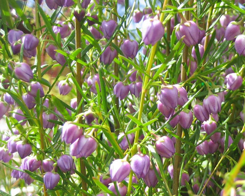 Boronia heterophylla Blue Waves - lavender coloured flowers in spring