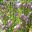 Boronia heterophylla Blue Waves - lavender coloured flowers in spring