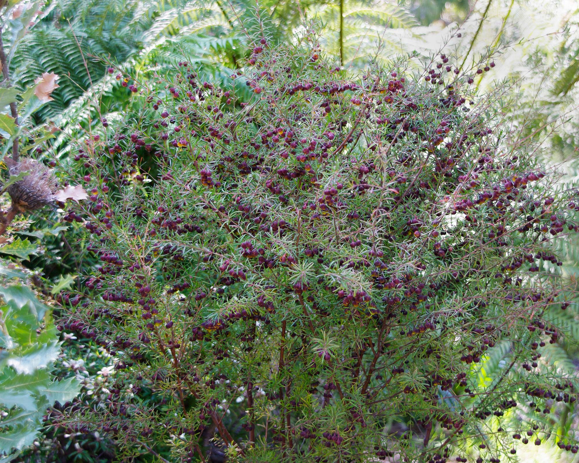 Boronia megastigma commonly known as Brown Boronia