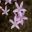 Campanula poscharskyana.  Siberian bellflower - mauve star shaped flowers