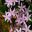 Campanula poscharskyana - pretty mauve star shaped flowers