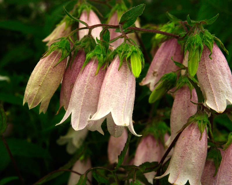 Campanula takesimana Elizabeth - clusters of bell shaped flowers