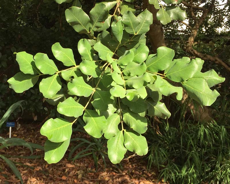 Ceratonia siliqua - pinnate leaves with ovoid leaflets