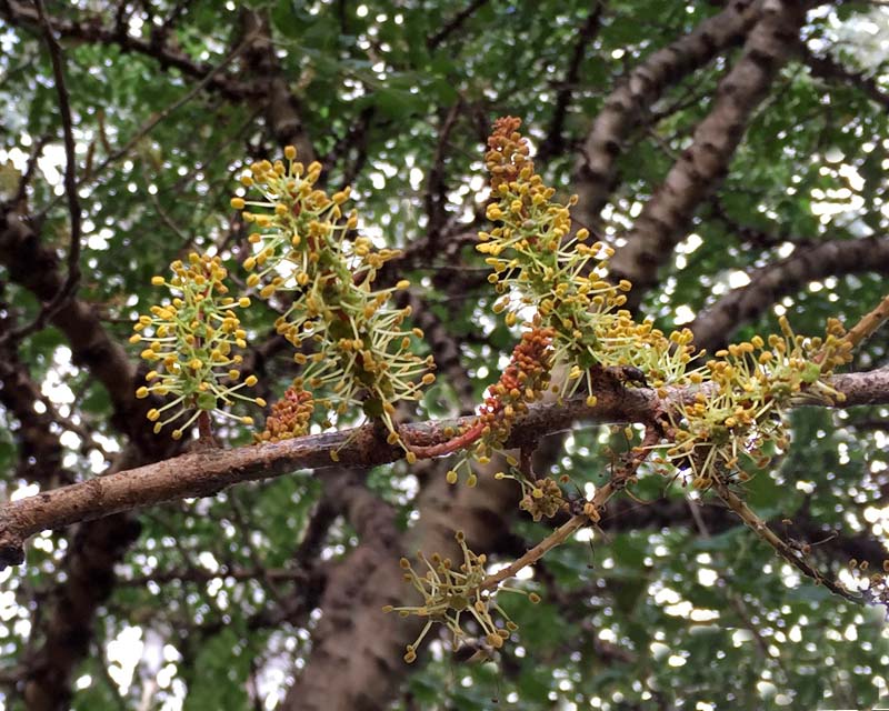 Male flower spikes produced in autumn Ceratonia siliqua, Carob Tree