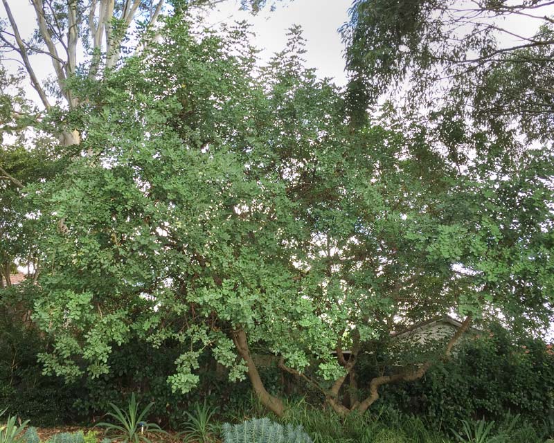 Ceratonia siliqua or the Carob Tree