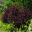 Cotinus Grace - bushy shrub growing to 6m - purple oval leaves