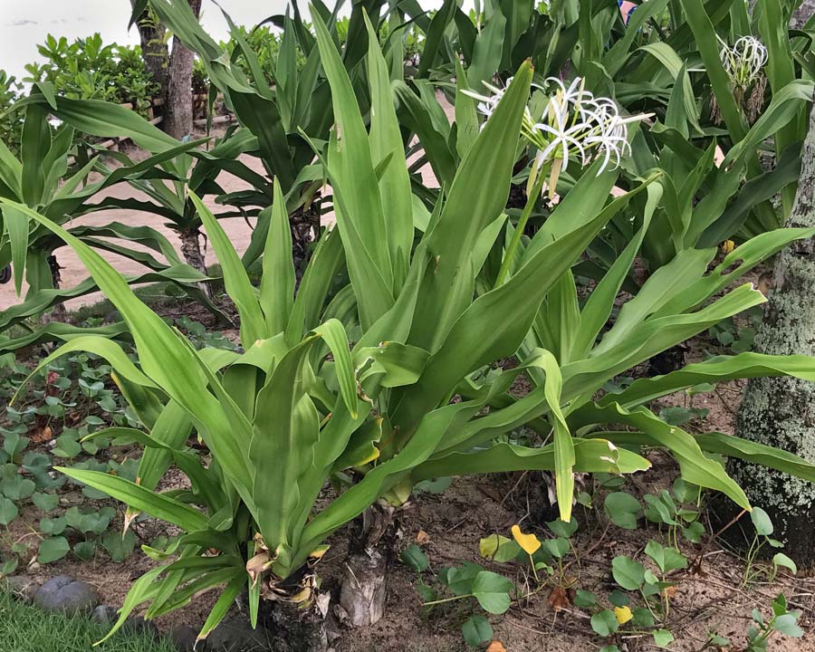 Crinum pedunculatum or Beach Lily
