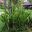 Crinum pedunculatum or Beach Lily