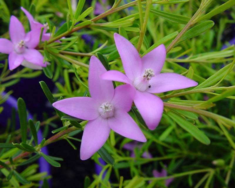 Crowea exalta, simple but beautiful flowers.