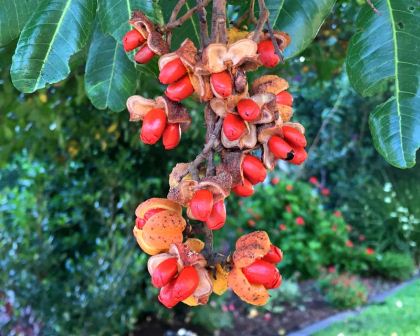 Cupaniopsis anacardioides Tuckeroo - orange fruit contain red seeds