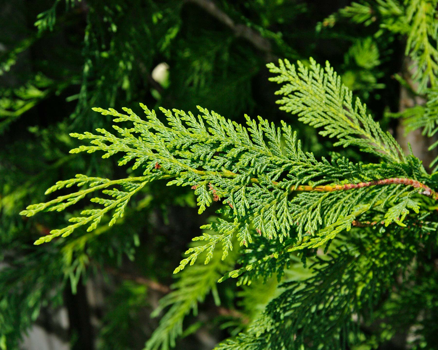 Cupressocyparis x leylandii Leightons Green - foliage close up