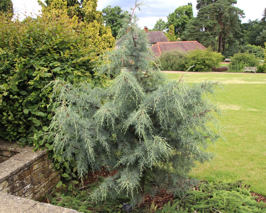 Cupressus arizonica Glabra 'Blue Ice' has silvery blue foliage - young tree growing in Wisley Gardens Surrey UK