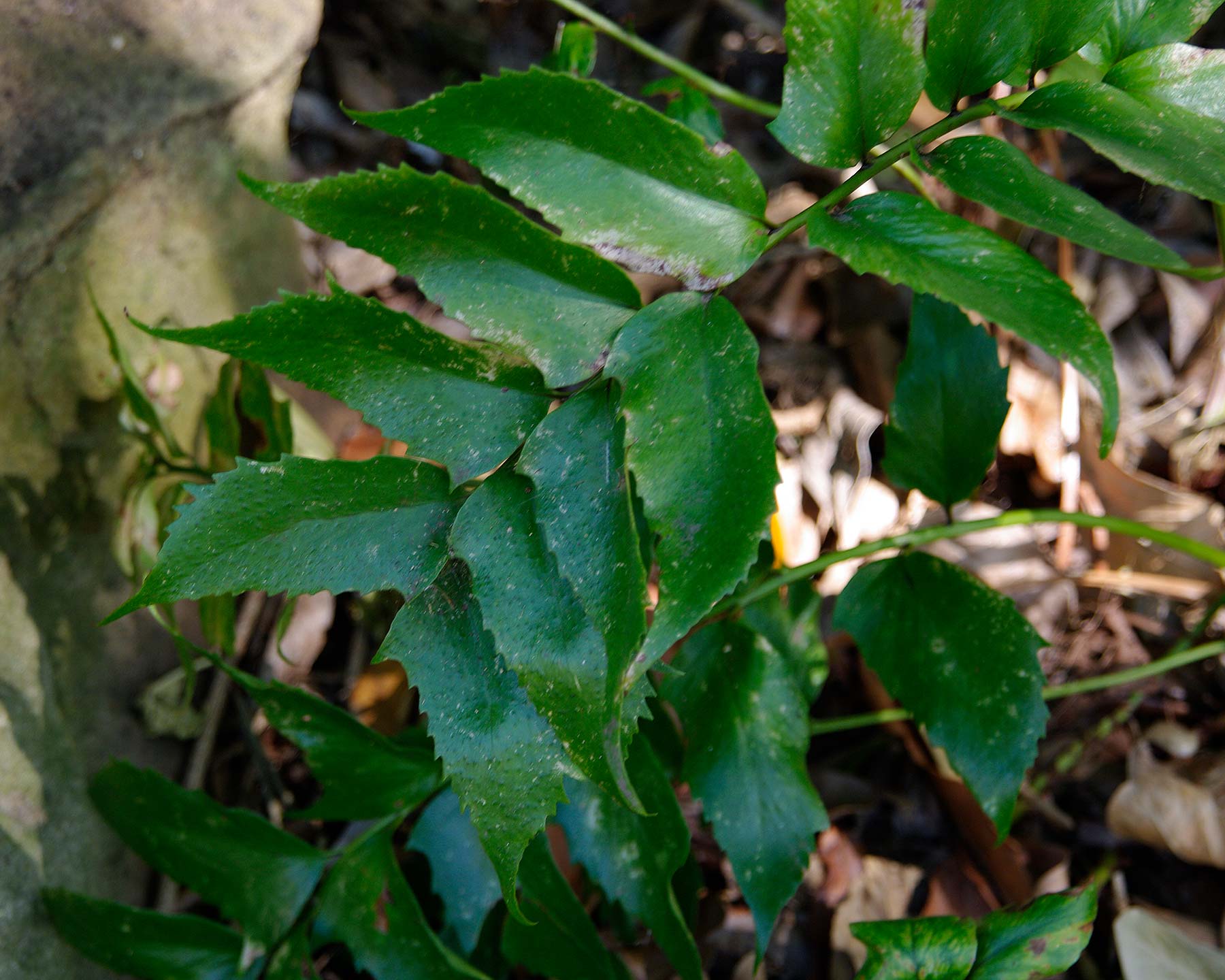 Cyrtomium falcatum - Holly Leaf Fern