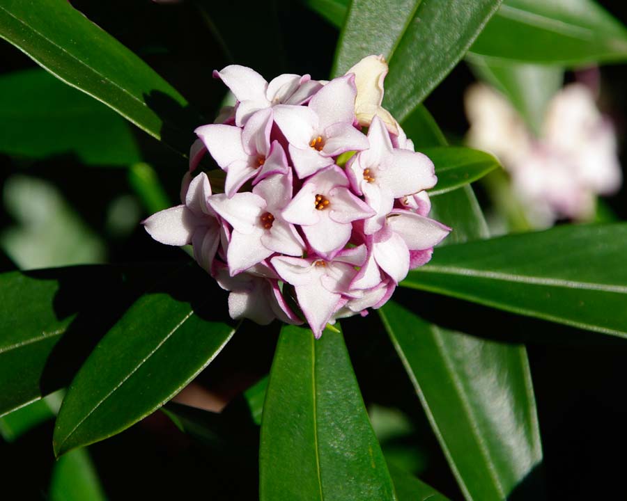 Daphne odora - fragrant pink flowers