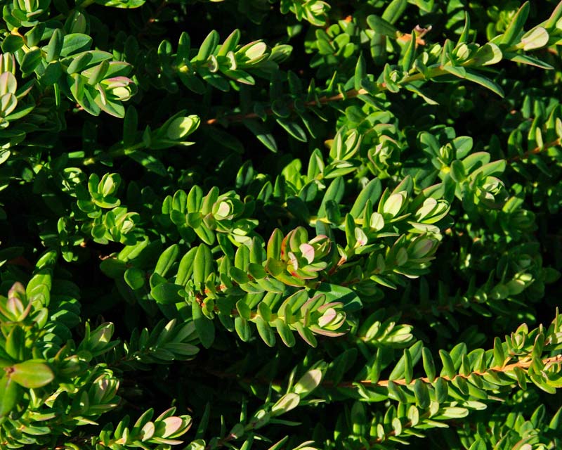foliage of Darwinia citriodora