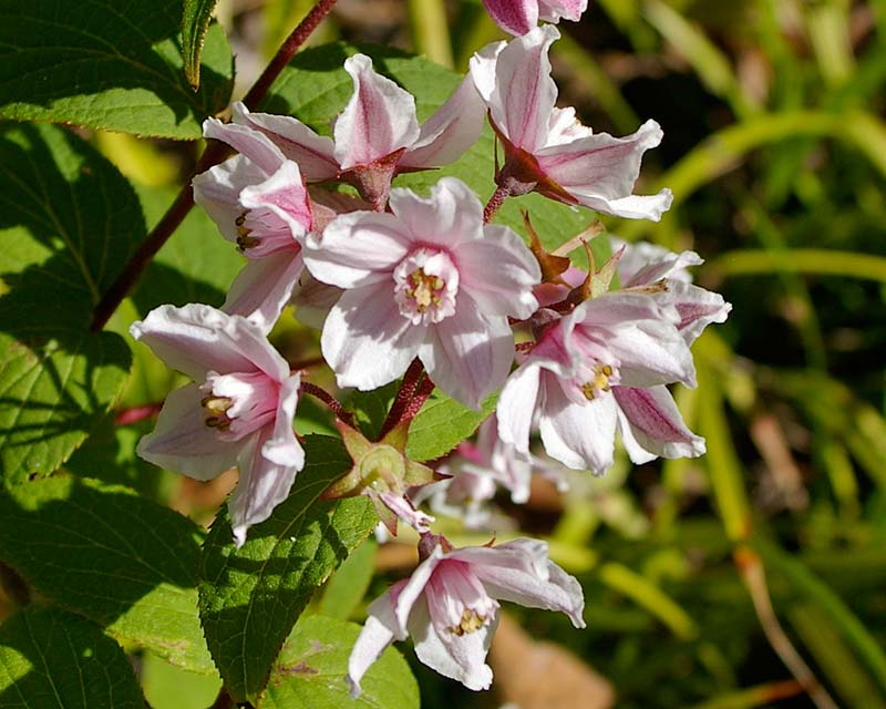 Deutzia gracilis, a pinkish variety
