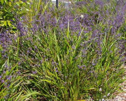 Dianella tasmanica Flax Lily - often used in street and public area planting