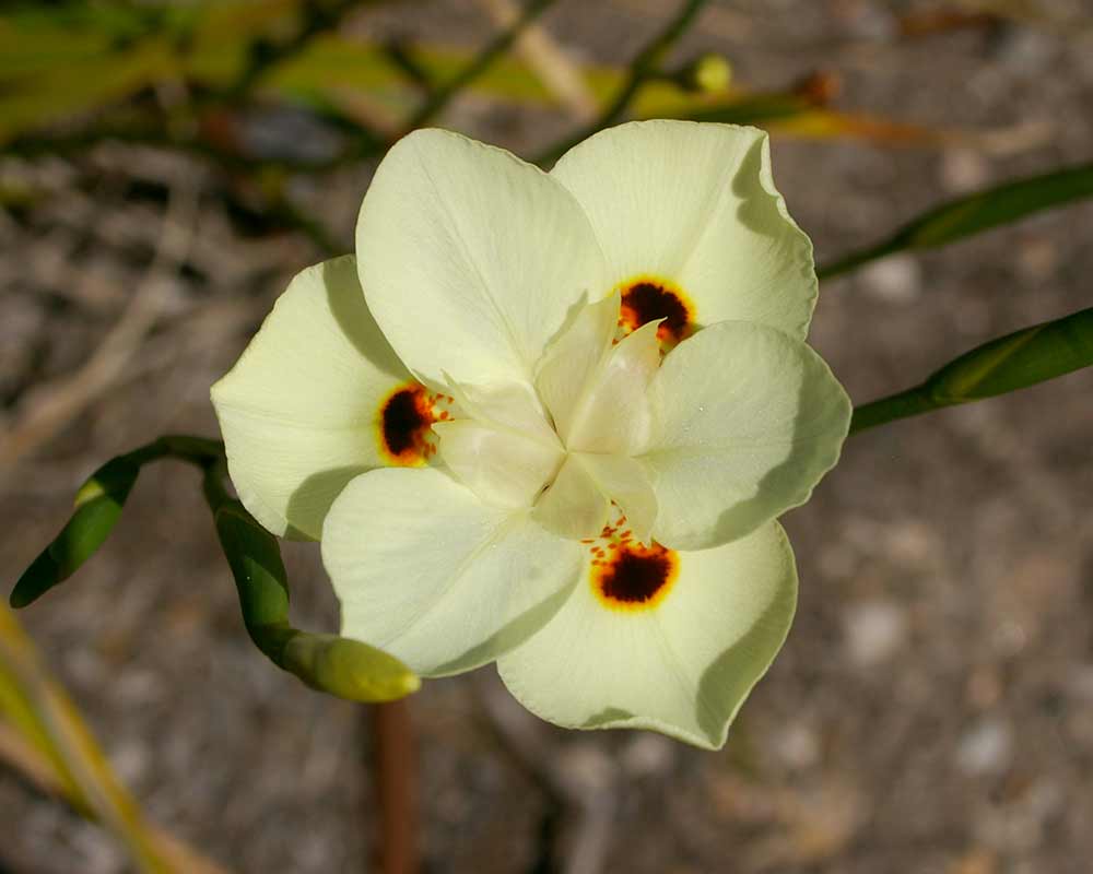 Dietes bicolor Yellow Peacock Flower - pale yellow flowers