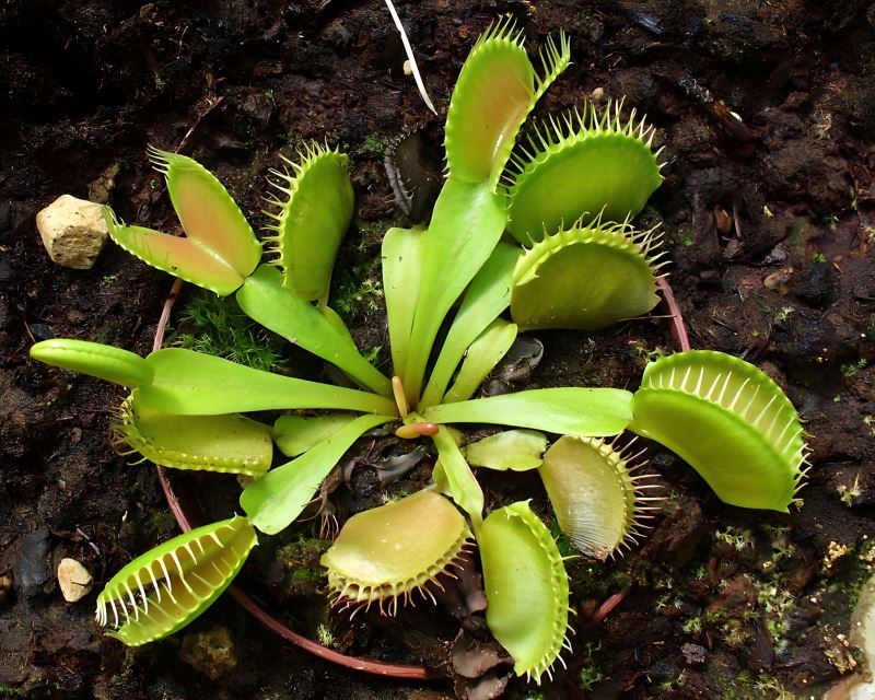 Dionaea muscipula, Venus Fly Trap photo by H.Zell