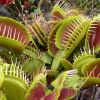Dionaea muscipula - Venus Fly Trap - photo Mount Tomah Botanic Gardens