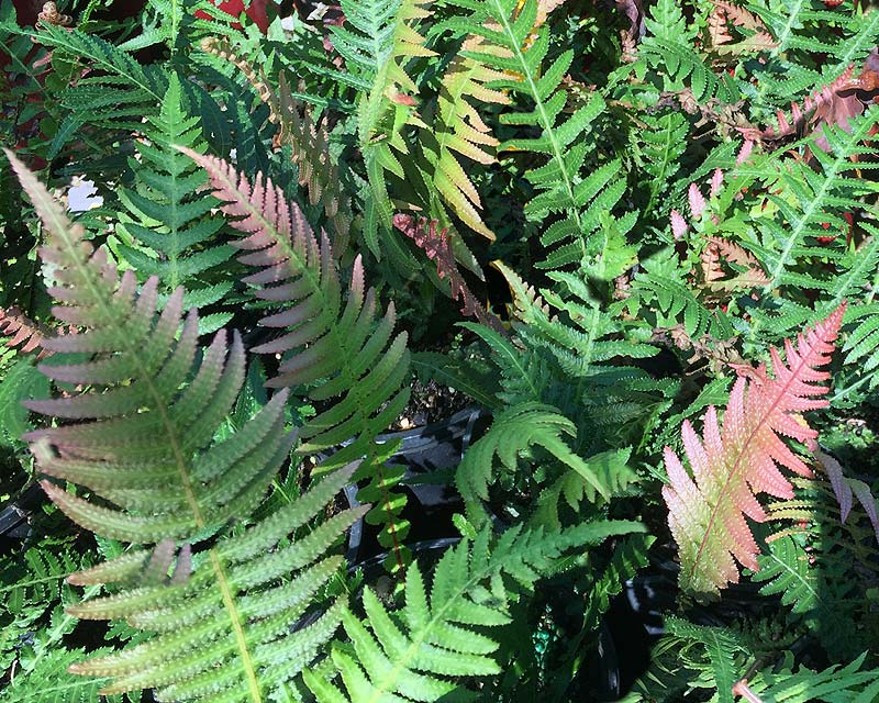 Doodia aspera - new fronds are pink/red in colour maturing to green