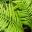 Doodia aspera - this unknown cultivar of the Prickly Rasp Fern has a divided leaf - Sydney Botanic Gardens
