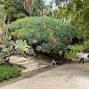 Dracaena draco - as seen Lisbon Botanic Gardens