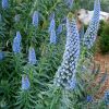 Echium fastuosum syn. candicans, Pride of Madiera - spikes of blue funnel shaped flowers