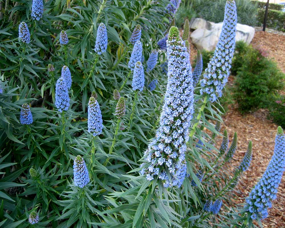 Echium fastuosum syn. candicans, Pride of Madiera - spikes of blue funnel shaped flowers
