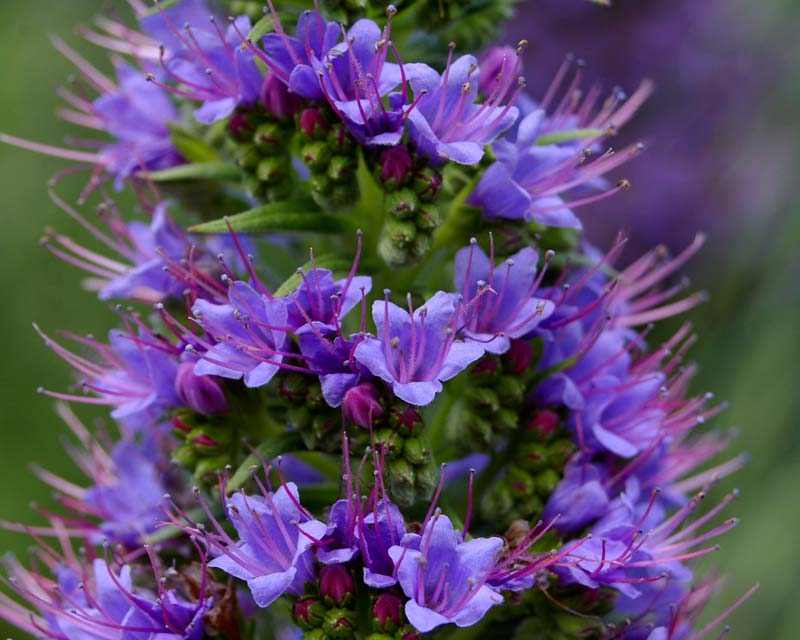 Echium 'Cobalt Towers' mauve to mauve blue funnels shaped flowers -the buds are pink