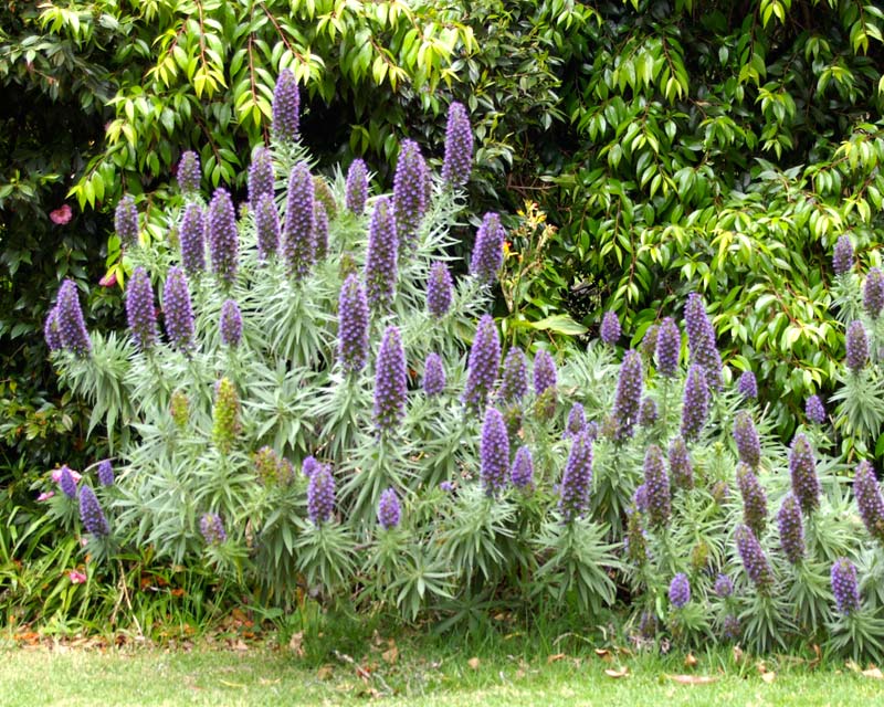 Echium fastuosum syn. candicans, Pride of Madiera - tall cylindrical spikes of blue to purple flowers