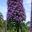 Echium 'Cobalt Towers' - mauve to blue mauve flowers on tall cylindrical spike above rosettes of lance shaped leaves