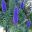 Echium fastuosum | GardensOnline