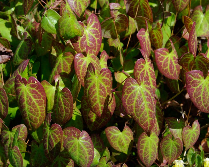 The leaves of Epimedium x versicolour Sulphureum when young