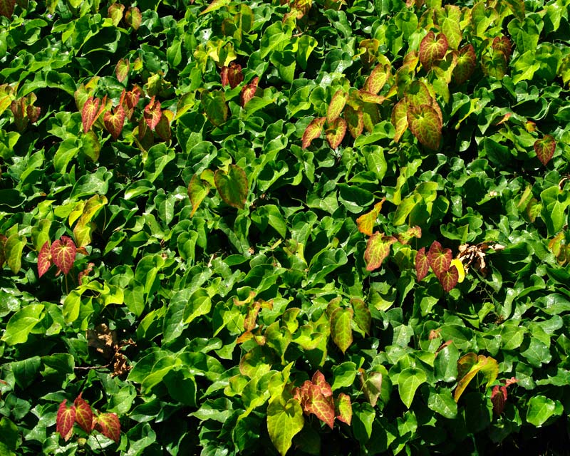 Epidmedium x perralchicum Frohnleiten - great ground-cover and shade plant