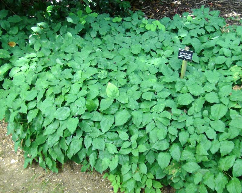 Epimedium x cantabrigense - effective ground cover grows well under trees
