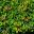 Epidmedium x perralchicum Frohnleiten - great ground-cover and shade plant