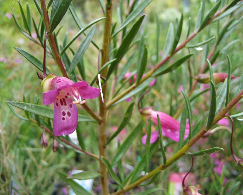 Eremophila maculata x Alternifolia