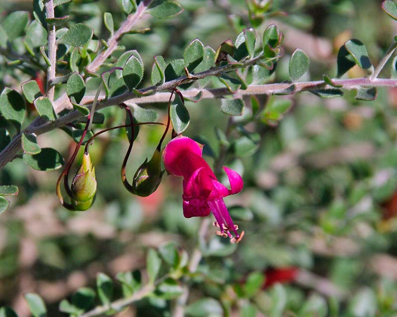Eremophila maculata subsp Brevifolia has much smaller leaves and flowers
