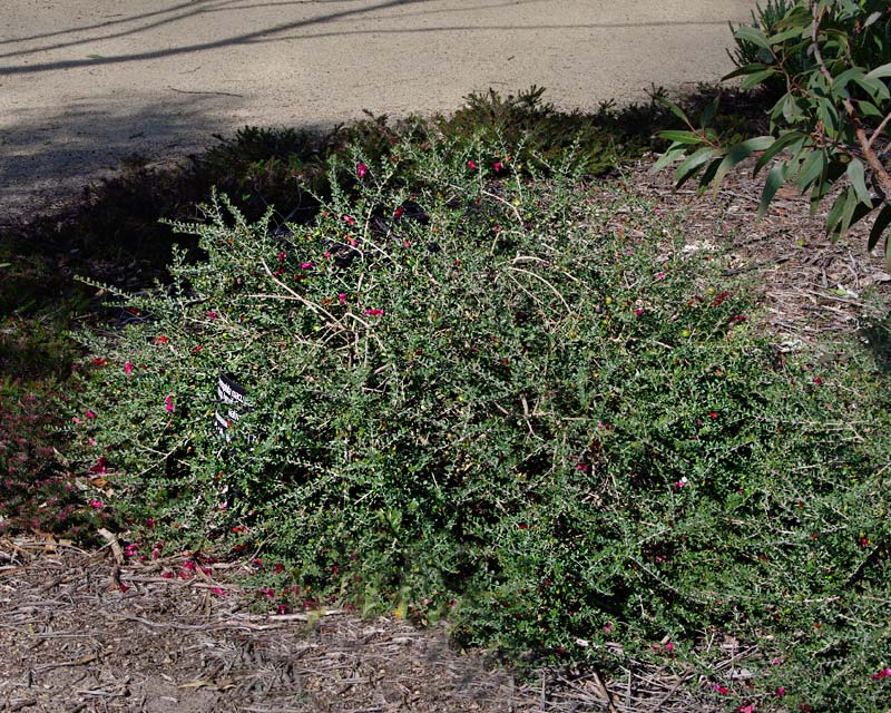 Eremophila maculata subsp Brevifolia - Cranbourne Botanic Gardens