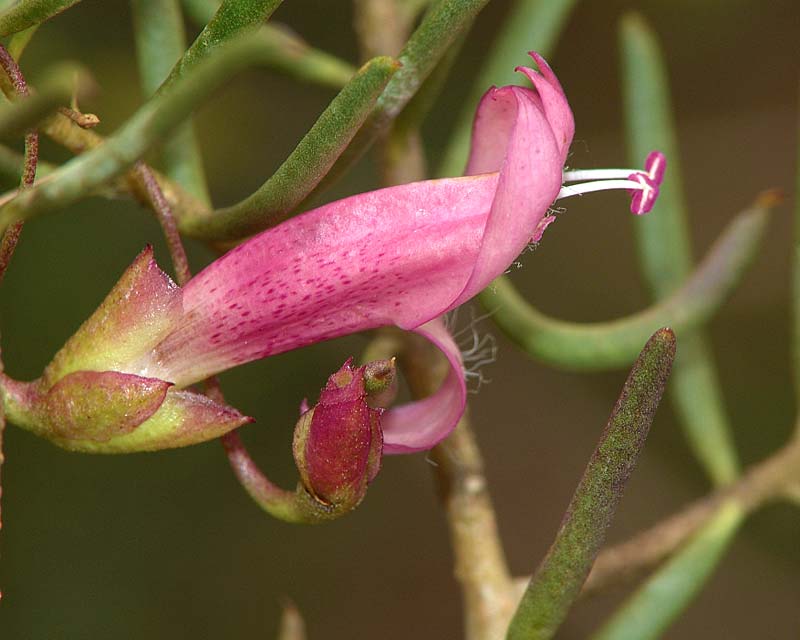 Eremophila maculata x Alternifolia