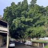 Ficus macrophylla - street trees in Rozelle, Sydney