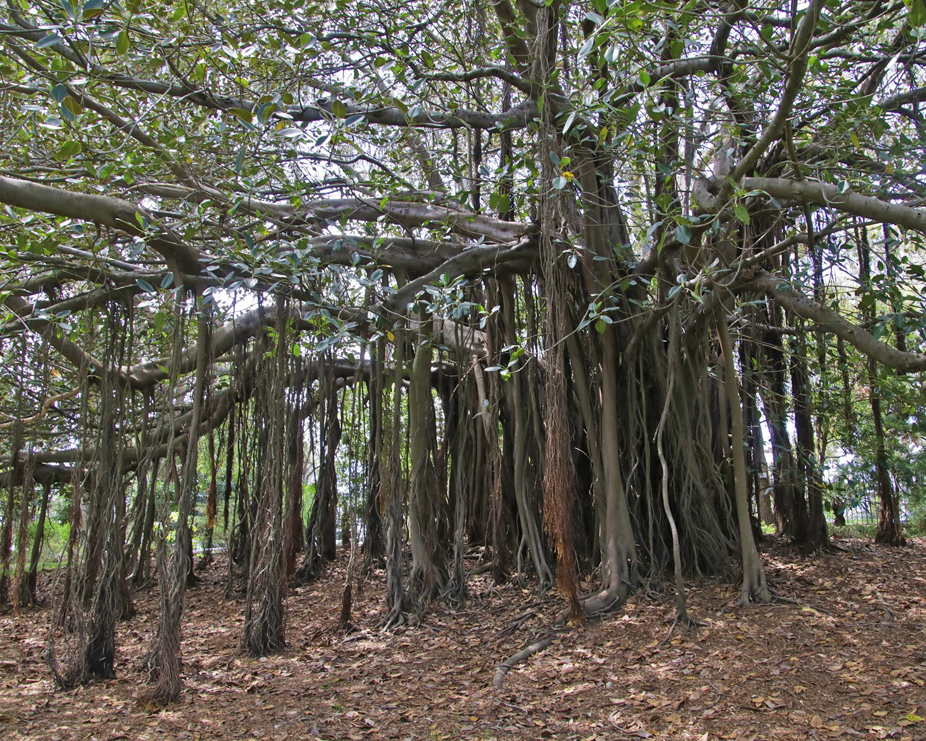 Ficus macrophylla subsp. Columnaris