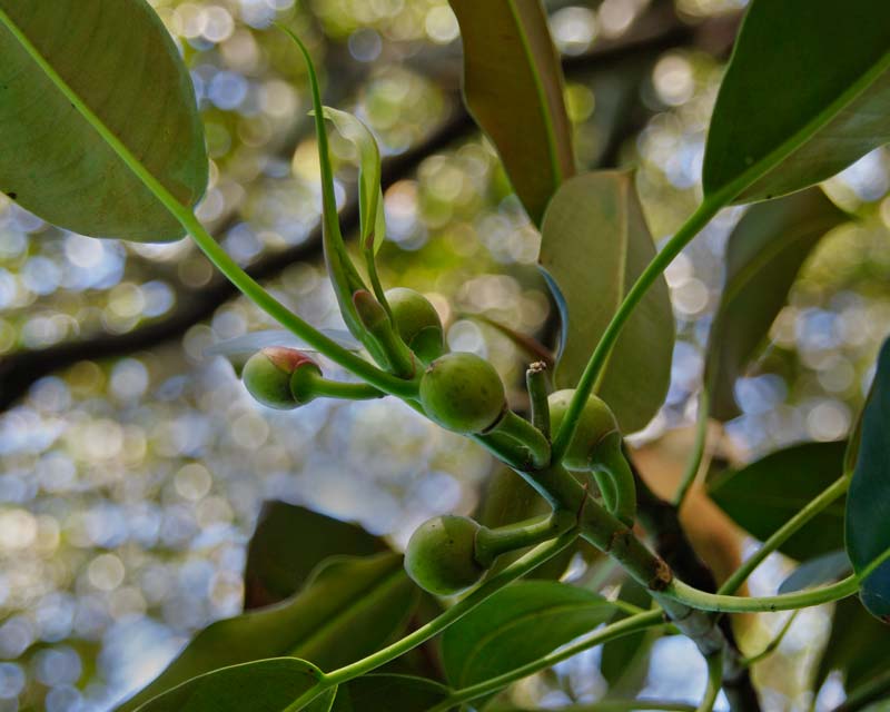 Ficus Macrophylla subsp Macrophylla - new fruit and leaves