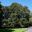 Ficus macrophylla subsp Macrophylla in the Sydney Botanic  Gardens