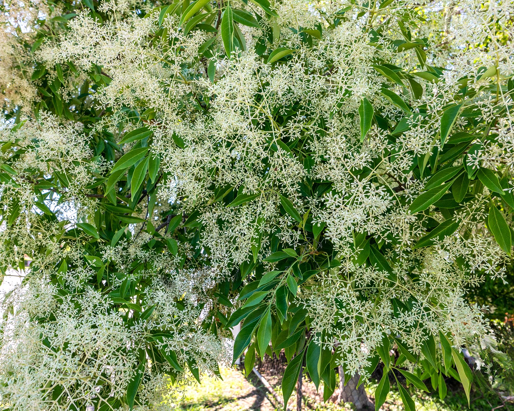 Fraxinus griffithii - panicles of small white flowers - photo by John Robert McPherson