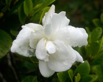 Fragrant white flowers of Gardena augusta
